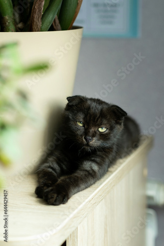 Fototapeta Naklejka Na Ścianę i Meble -  a kitten of a black fold-eared cat lies on a table in the sun and looks at the camera