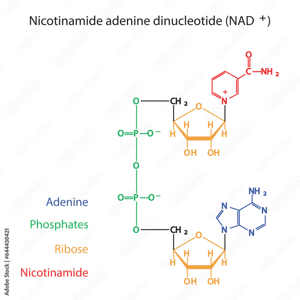 Vecteur Stock Structure Of NAD Nicotinamide Adenine Dinucleotide Vecteur Stock Structure Of NAD Nicotinamide Adenine Dinucleotide