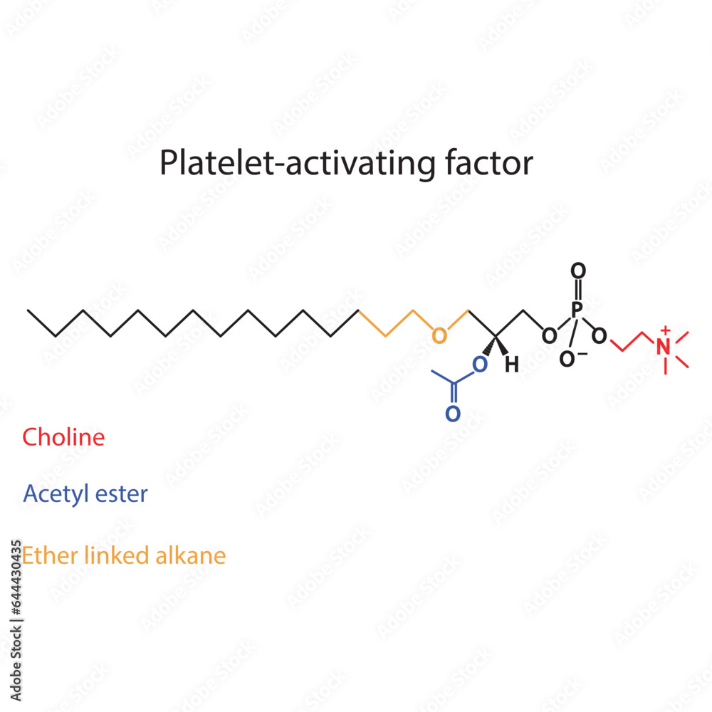 Structure of PAF (Platelet activating factor) showing choline, acetyl ester and ether linked alkane - biomolecule, skeletal structure diagram on on white background. Scientific diagram vector Structure of PAF (Platelet activating factor) showing choline, acetyl ester and ether linked alkane - biomolecule, skeletal structure diagram on on white background. Scientific diagram vector