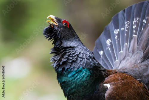 Western capercaillie (Tetrao urogallus) in the forest in Prevalje region, in Slovenia