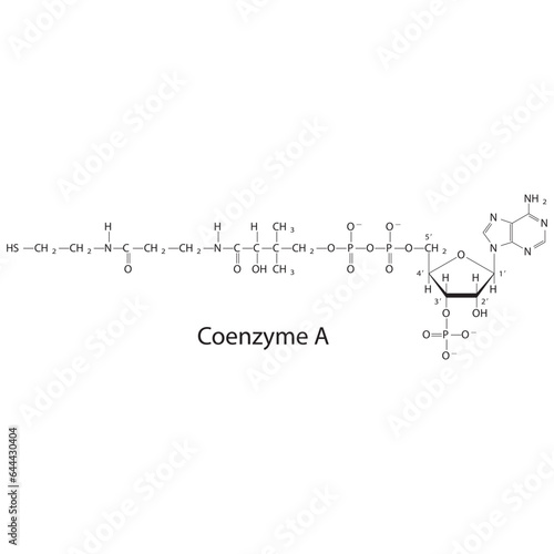 Structure of Coenzyme A showing β-Mercaptoethylamine, Pantothenic acid and 3P-ADP - biomolecule, co factor skeletal structure diagram on on white background. Scientific diagram vector illustration.