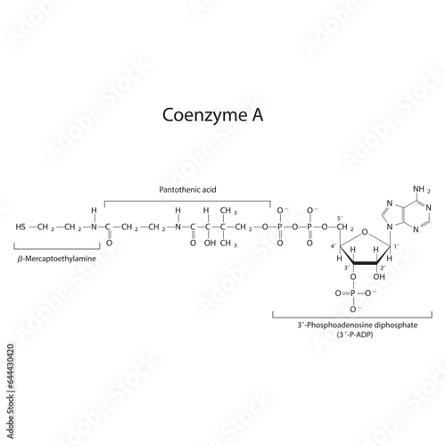 Structure of Coenzyme A showing β-Mercaptoethylamine, Pantothenic acid and 3P-ADP - biomolecule, co factor skeletal structure diagram on on white background. Scientific diagram vector illustration.