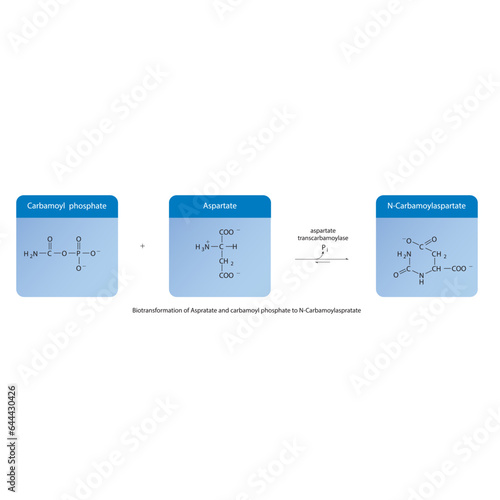 Biotransformation of Aspratate and carbamoyl phosphate to N-Carbamoylaspratate via enzymatic synthesis. Skeletal formula diagram showing metabolism of biochemical molecules for science and education. 