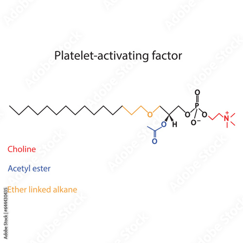 Structure of PAF (Platelet activating factor) showing choline, acetyl ester and ether linked alkane - biomolecule, skeletal structure diagram on on white background. Scientific diagram vector  photo
