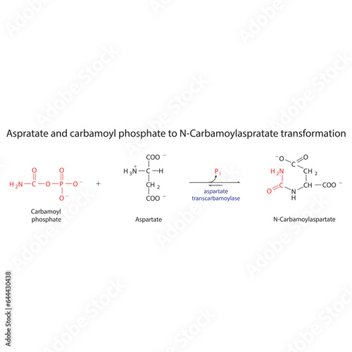 Biotransformation of Aspratate and carbamoyl phosphate to N-Carbamoylaspratate via enzymatic synthesis. Skeletal formula diagram showing metabolism of biochemical molecules for science and education. 