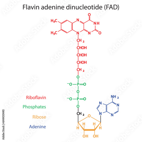 Structure of FAD (Flavin Adenine Dinucleotide) showing nicotinamide, riboflavin and phosphate - biomolecule, skeletal structure diagram on on white background. Scientific diagram vector illustration.