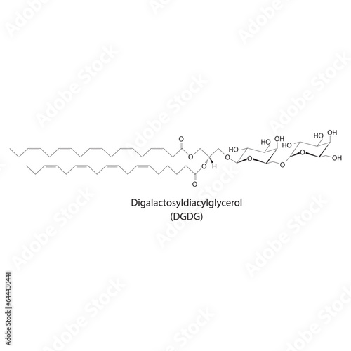 Digalactosyldiacylglycerol (DGDG) molecular strcuture vector illustration. Scientific diagram of chloroplast memebrane component on on white background. Vector illustration.