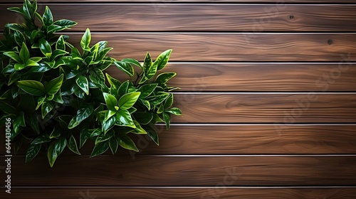 Wooden background with green plant. Top view with copy space. High quality photo