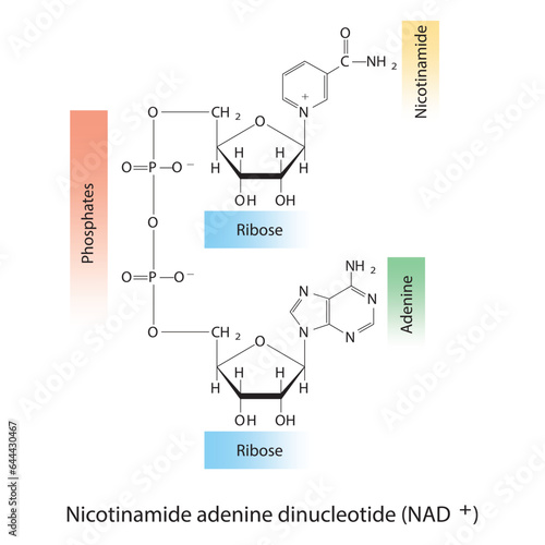 Structure of NAD+ (Nicotinamide adenine dinucleotide) showing nicotinamide, ribose and phosphate - biomolecule, skeletal structure diagram on on white background. Scientific diagram vector 