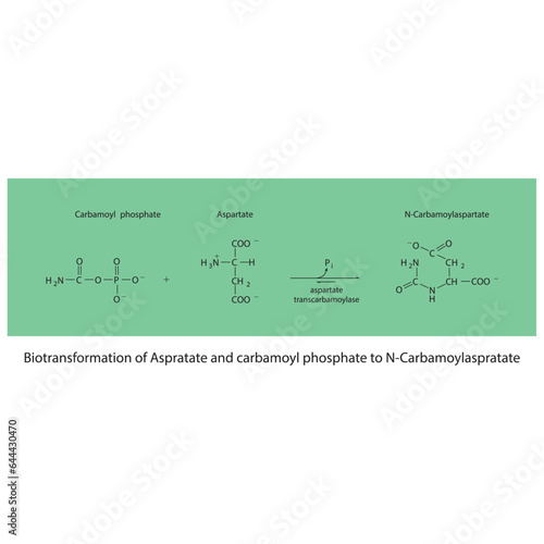 Biotransformation of Aspratate and carbamoyl phosphate to N-Carbamoylaspratate via enzymatic synthesis. Skeletal formula diagram showing metabolism of biochemical molecules for science and education. 