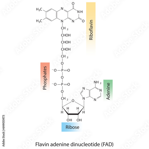 Structure of FAD (Flavin Adenine Dinucleotide) showing nicotinamide, riboflavin and phosphate - biomolecule, skeletal structure diagram on on white background. Scientific diagram vector illustration.