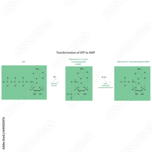 Biotransformation of ATP to AMP via enzymatic synthesis and hydrolysis. Skeletal formula diagram showing metabolism of biochemical molecules for science and education.  horizontal orientation. green.