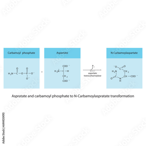 Biotransformation of Aspratate and carbamoyl phosphate to N-Carbamoylaspratate via enzymatic synthesis. Skeletal formula diagram showing metabolism of biochemical molecules for science and education. 