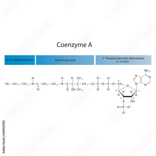 Structure of Coenzyme A showing β-Mercaptoethylamine, Pantothenic acid and 3P-ADP - biomolecule, co factor skeletal structure diagram on on white background. Scientific diagram vector illustration.