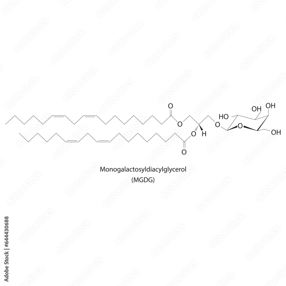Monogalactosyldiacylglycerol (MGDG) molecular strcuture vector illustration. Scientific diagram of chloroplast memebrane component on on white background. Vector illustration. Monogalactosyldiacylglycerol (MGDG) molecular strcuture vector illustration. Scientific diagram of chloroplast memebrane component on on white background. Vector illustration.