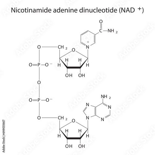 Structure of NAD+ (Nicotinamide adenine dinucleotide - biomolecule schemiatic skeletal structure diagram on on white background. Scientific diagram vector illustration.