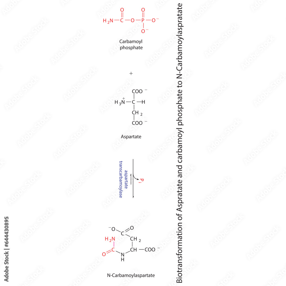 Biotransformation of Aspratate and carbamoyl phosphate to N