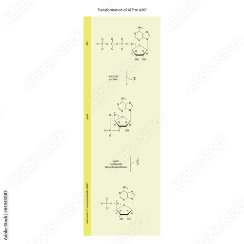 Biotransformation of ATP to AMP via enzymatic synthesis and hydrolysis. Skeletal formula diagram showing metabolism of biochemical molecules for science and education.  vertical orientation. yellow.