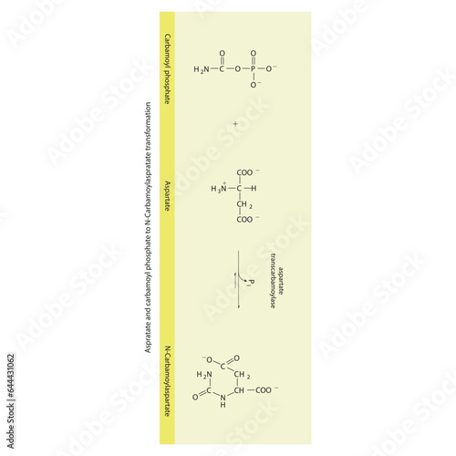 Biotransformation of Aspratate and carbamoyl phosphate to N-Carbamoylaspratate via enzymatic synthesis. Skeletal formula diagram showing metabolism of biochemical molecules for science and education. 