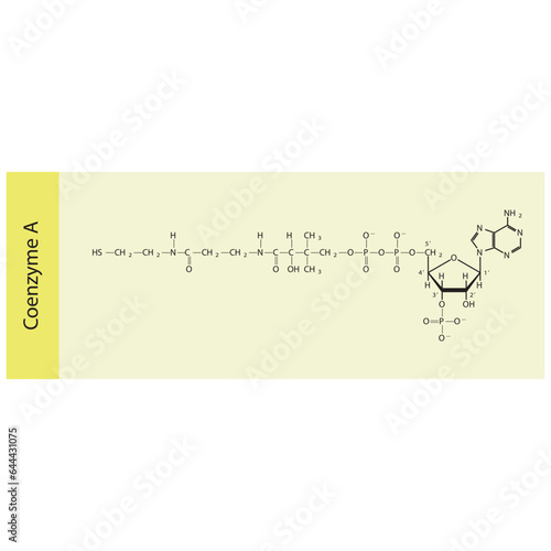 Structure of Coenzyme A biomolecule, co factor skeletal structure diagram on on yellow background. Scientific diagram vector illustration.