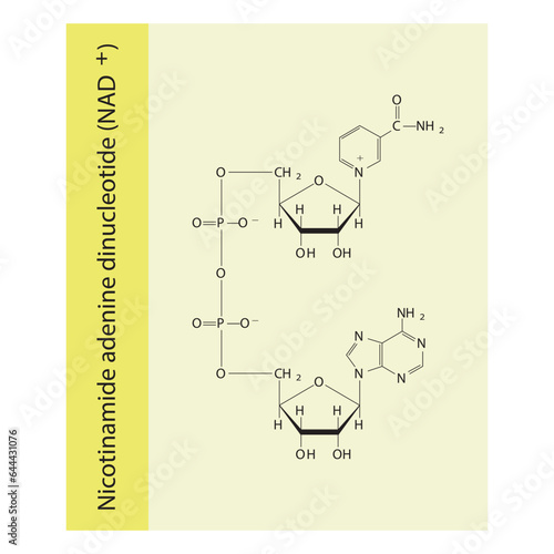 Structure of NAD+ (Nicotinamide adenine dinucleotide - biomolecule schemiatic skeletal structure diagram on on yellow background. Scientific diagram vector illustration.