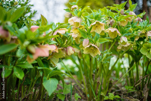 spring flowers in the garden photo