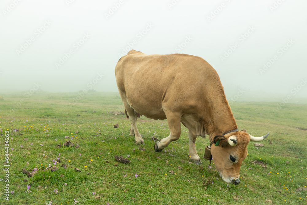 A large brown cow grazing in the beautiful and foggy landscape of los lagos de covadonga in Asturias Spain. This farm animal is eating in an open field of green grass. A large brown cow grazing in the beautiful and foggy landscape of los lagos de covadonga in Asturias Spain. This farm animal is eating in an open field of green grass.