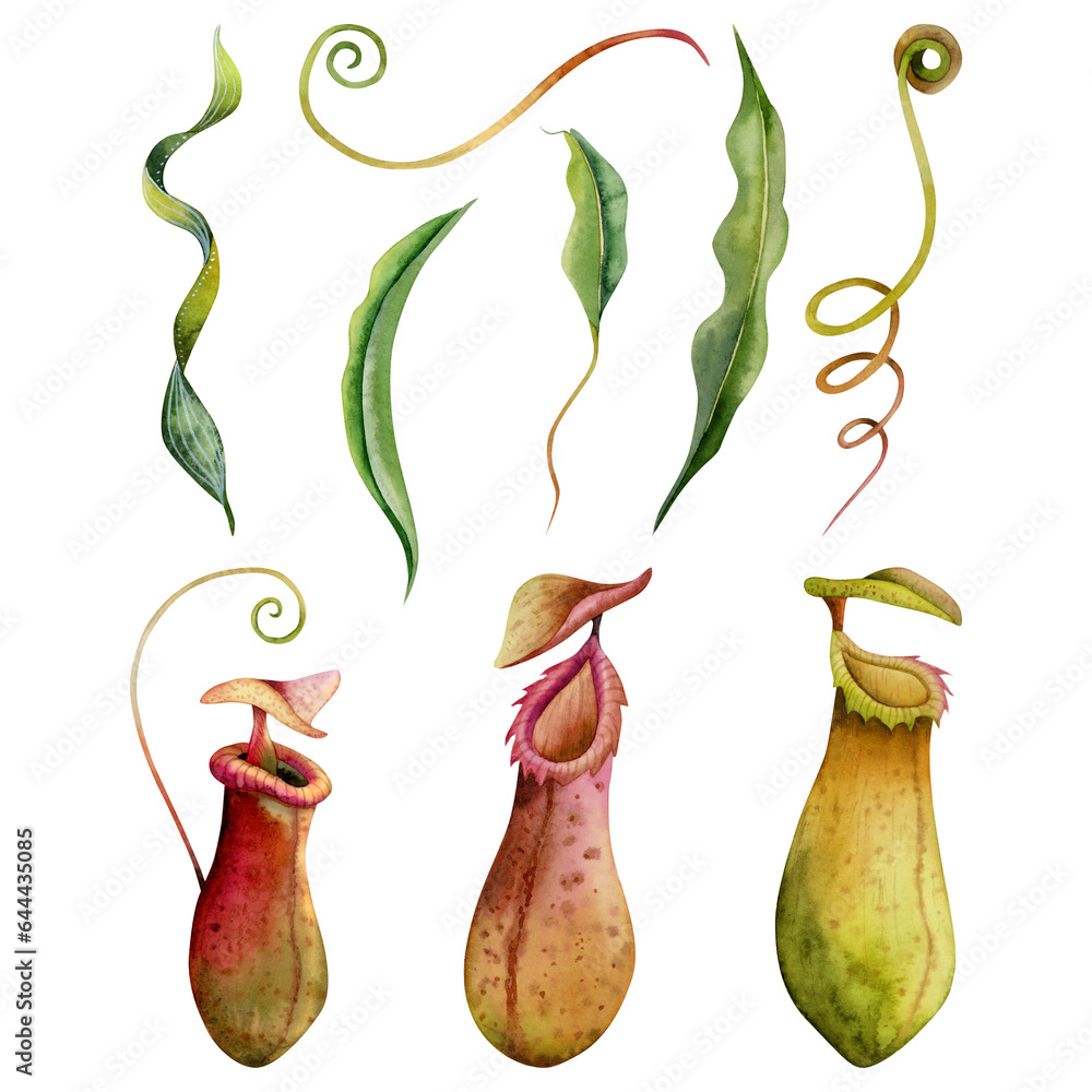 Watercolor nepenthes carnivorous plants illustration set isolated on ...