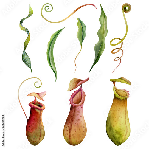Watercolor nepenthes carnivorous plants illustration set isolated on white background. Tropical green red and yellow pitcher plant, liana monkey cups with stems and leaves photo