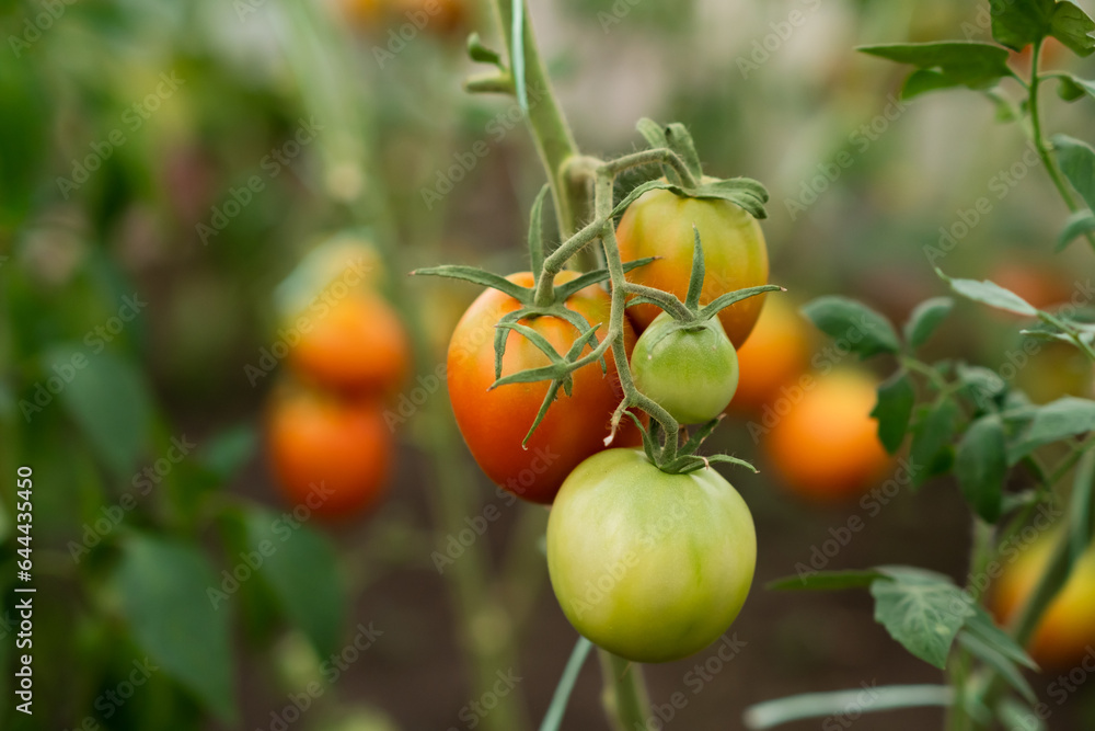 A branch of a tomato ripening on a branch in a greenhouse