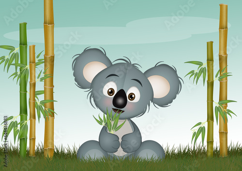 Photography illustration of koala with eucalipto in the jungle