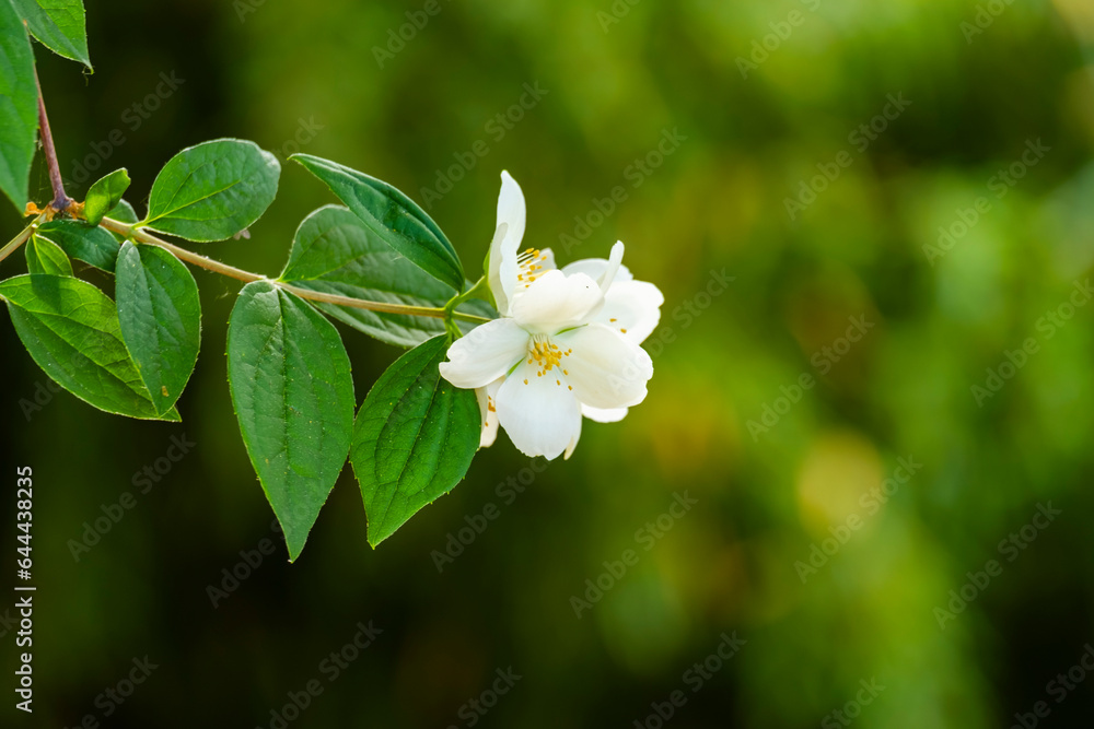 Flower of Eomecon chionantha. it's common names include snow-poppy and dawn-poppy. It is native to China. Flower of Eomecon chionantha. it's common names include snow-poppy and dawn-poppy. It is native to China.
