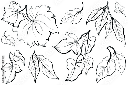 tree leaves set hand drawn doodle ivy, vine, birch, ash, vector illustration