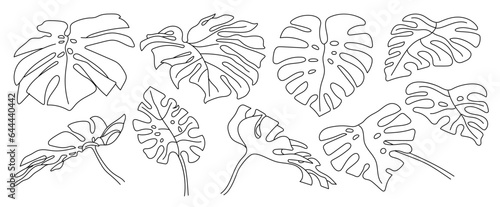 Isolated vector monstera leaf set. Outlined collection of tropical leaf. Stylized minimalistic jungle elements. Different floral leaf shapes.