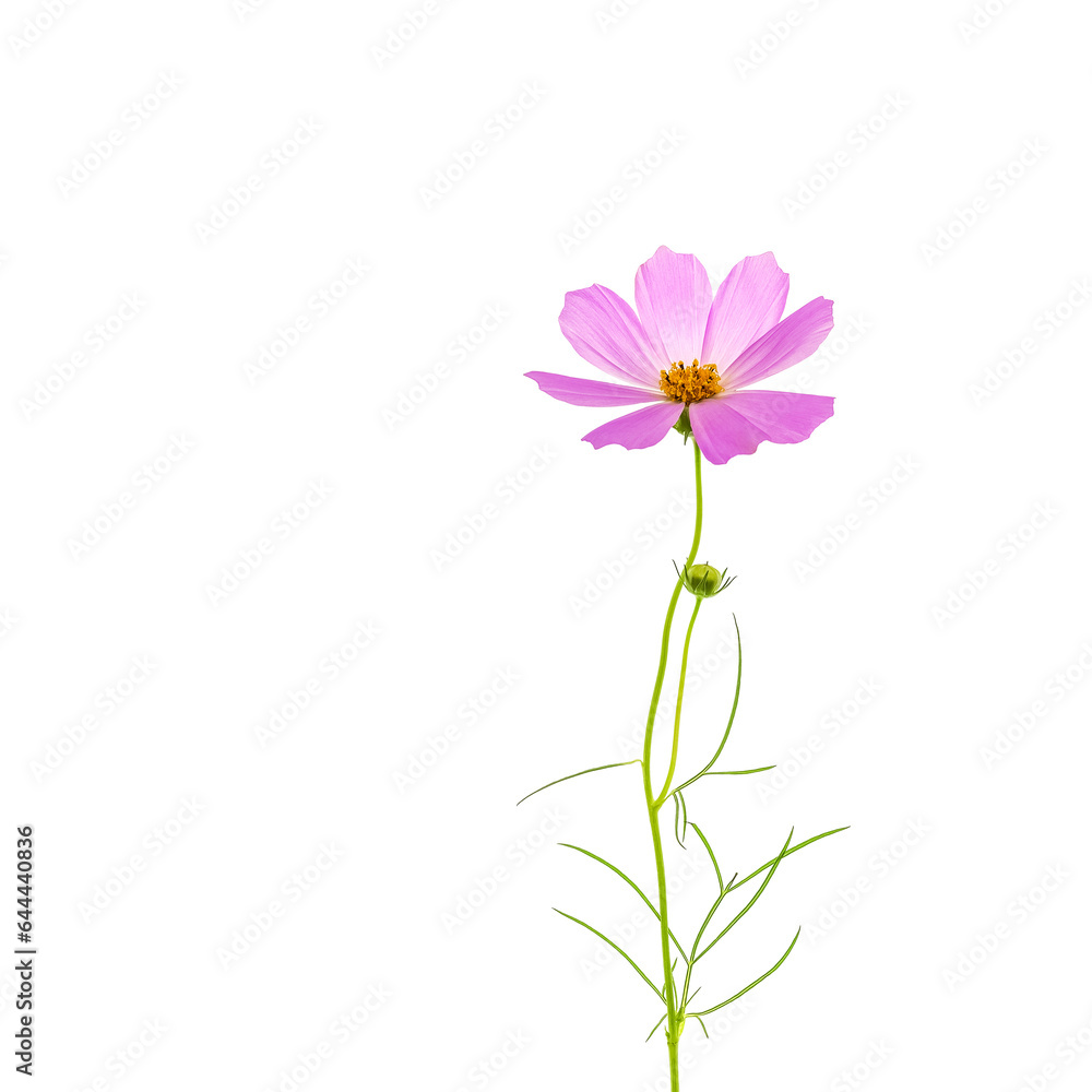 Pink cosmos flower isolated on white background, flat lay. Pink cosmos flower isolated on white background, flat lay.