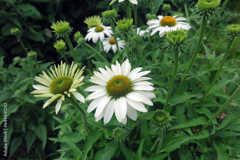 White Echinacea Purpurea Flowers With Green Leaves White Echinacea Purpurea Flowers With Green Leaves