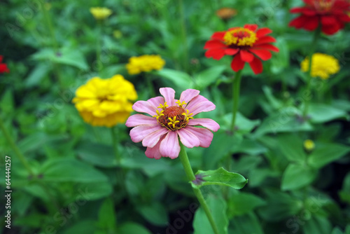 Yellow Stamens Of A Pink Zinnia Elegans Flower