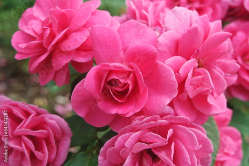 Blooming Pink Rose Flowers