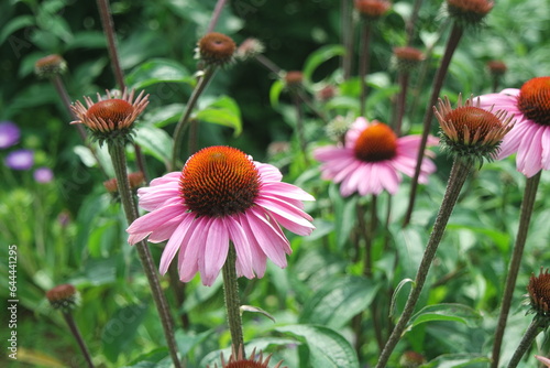 Eastern Purple Coneflower Echinacea purpurea