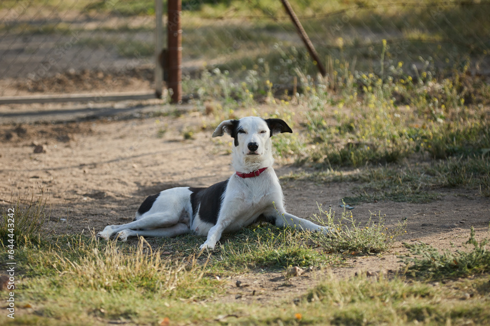 portrait of a dog in a shelter waiting for adoption