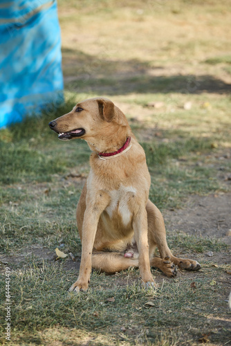 portrait of a dog in a shelter waiting for adoption