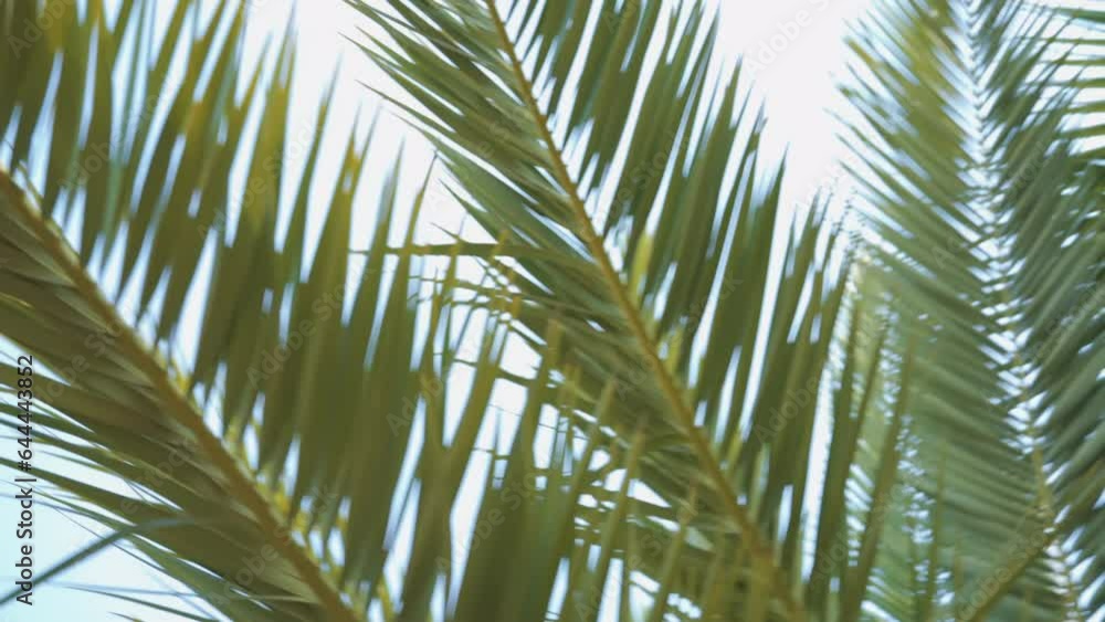 Low angle pan on palm tree with waving branches against the sky. Low angle pan on palm tree with waving branches against the sky.