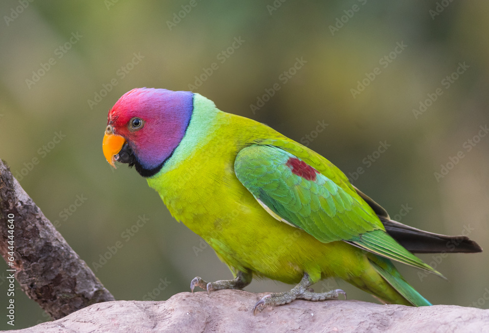 Naklejka premium birds of sattal from Uttarakhand state, india
