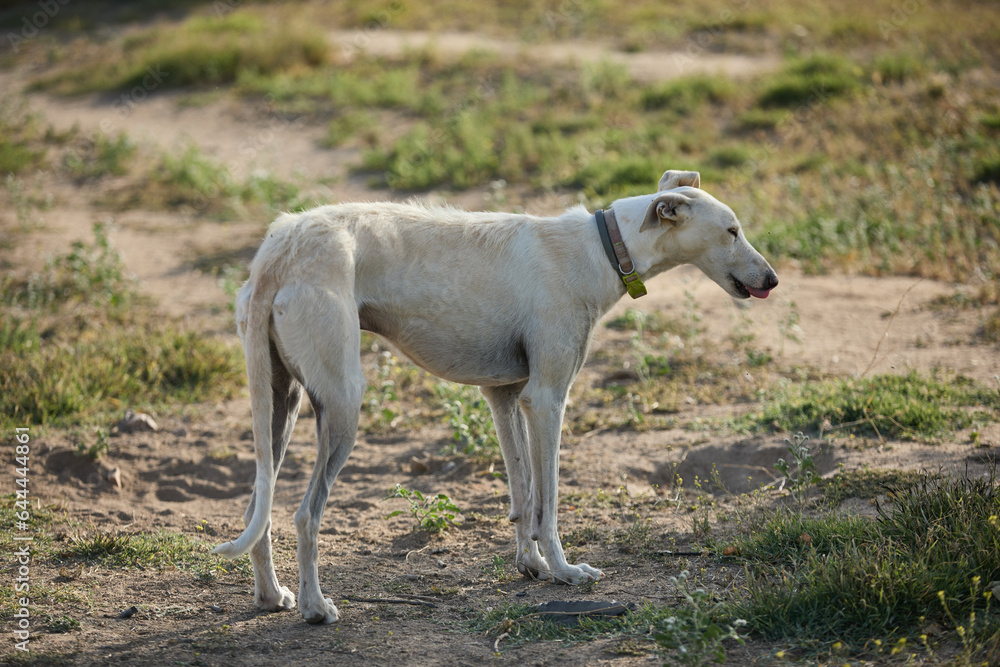 portrait of an adult dog waiting to be adopted in a shelter