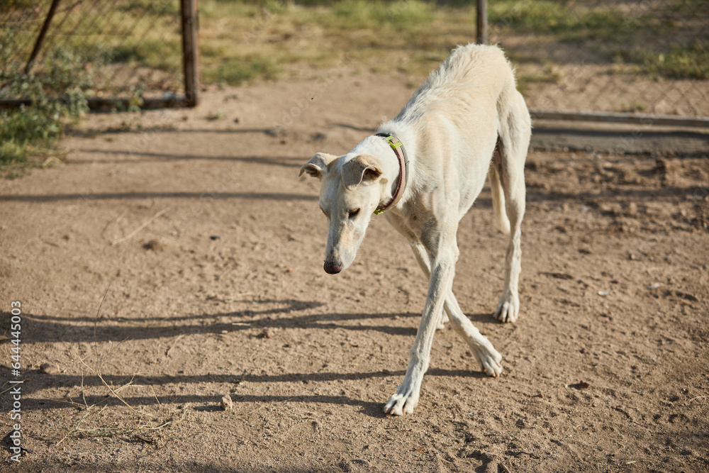 portrait of an adult dog waiting to be adopted in a shelter portrait of an adult dog waiting to be adopted in a shelter