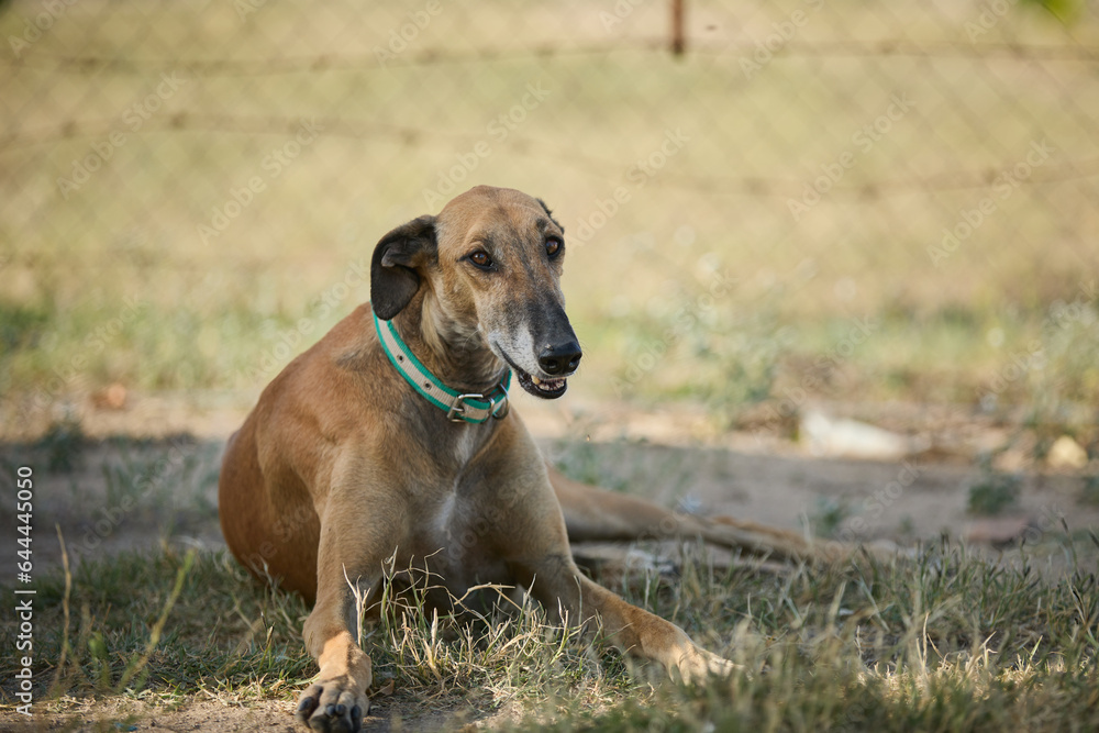 portrait of an adult dog waiting to be adopted in a shelter