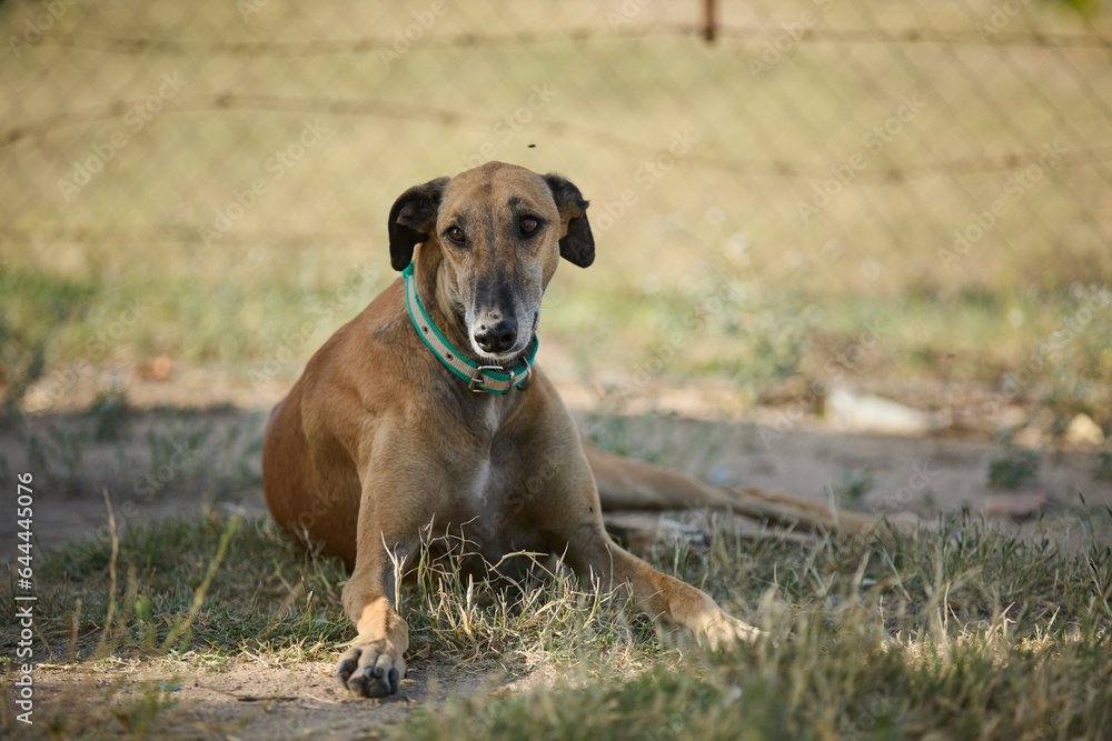 portrait of an adult dog waiting to be adopted in a shelter