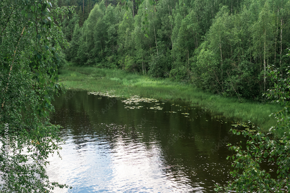 forest river backwater with marshy banks, view from above forest river backwater with marshy banks, view from above