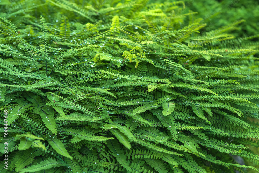 plant background, green leaves, nephrolepis fern covered with dew plant background, green leaves, nephrolepis fern covered with dew