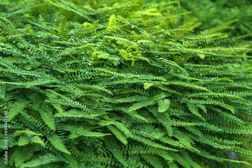 plant background, green leaves, nephrolepis fern covered with dew